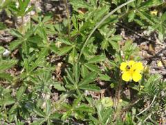 Potentilla pusilla