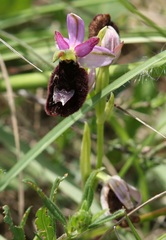 Ophrys bertolonii benacensis