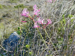 Nerine humilis