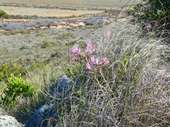 Nerine humilis