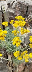 Helichrysum ambiguum