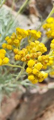 Helichrysum ambiguum