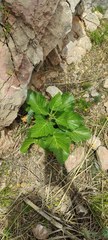 Pastinaca lucida