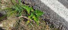 Pastinaca lucida