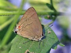 Allosmaitia strophius