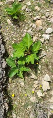 Pastinaca lucida