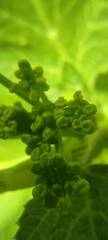 Pastinaca lucida