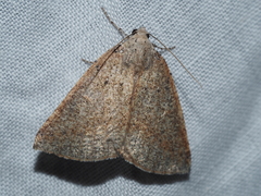 Cassythaphaga petrochroa