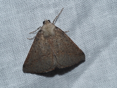 Cassythaphaga petrochroa