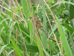 Emberiza cioides