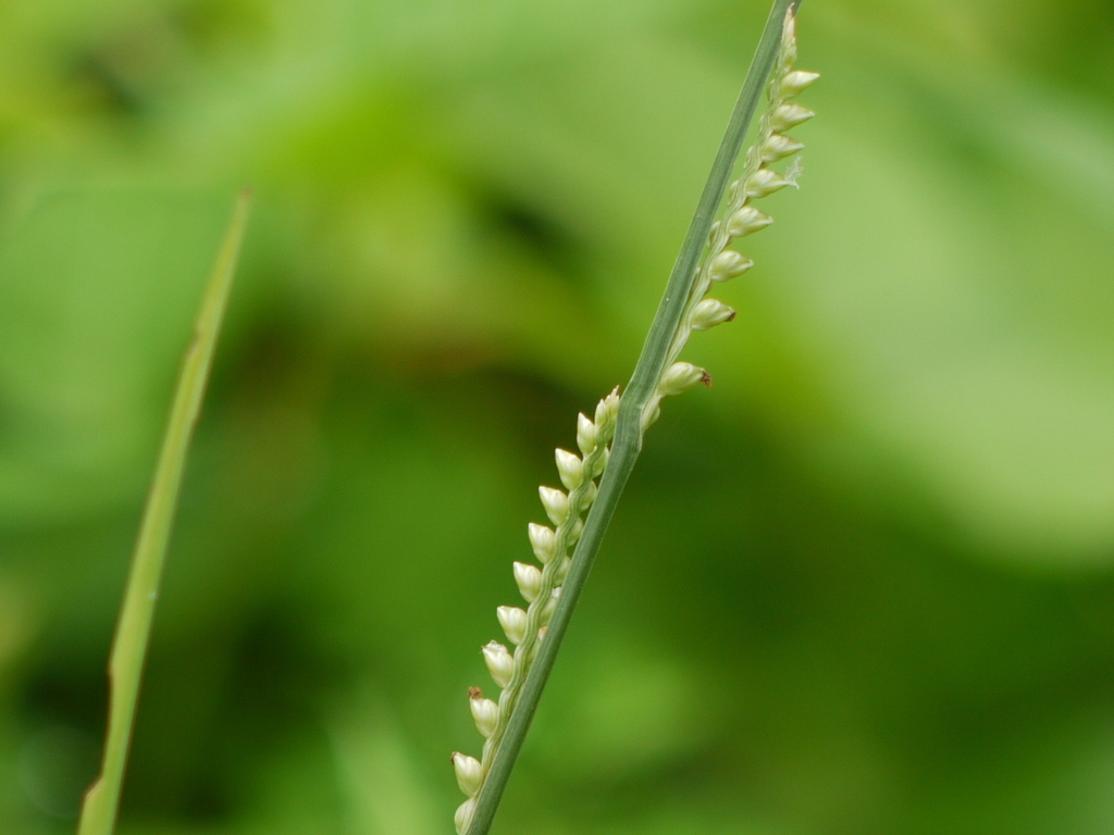 Setaria punctata