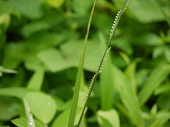 Setaria punctata
