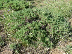 Astragalus sempervirens