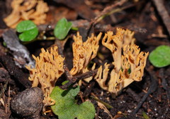 Phaeoclavulina flaccida