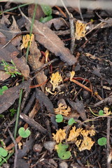 Phaeoclavulina flaccida