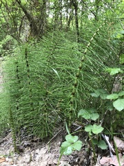 Equisetum telmateia telmateia