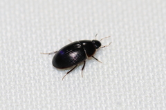 Cymbiodyta bifidus