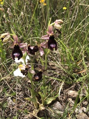 Ophrys bertolonii benacensis
