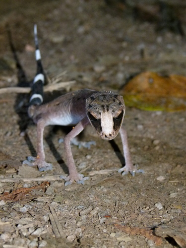 Carphodactylus laevis