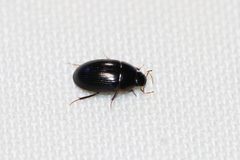 Cymbiodyta bifidus
