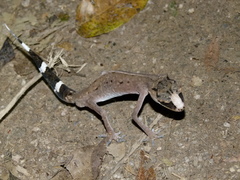 Carphodactylus laevis
