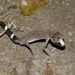 Chameleon Gecko - Photo (c) botanygirl, some rights reserved (CC BY), uploaded by botanygirl