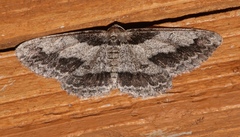 Iridopsis pergracilis