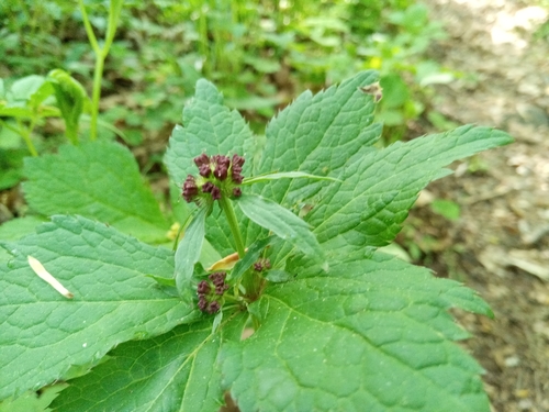 Sanicula rubriflora iNat (3)