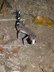 Carphodactylus laevis