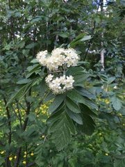 Crataegus