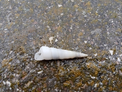 Turritella