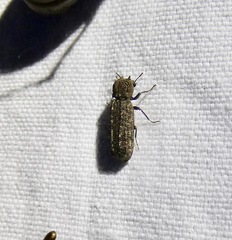 Lichenophanes bicornis