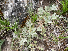 Potentilla cinerea