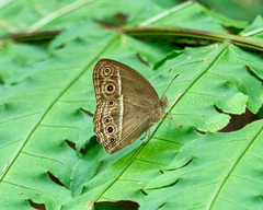 Mycalesis perseoides