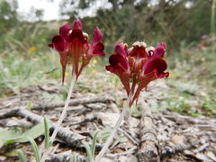 Linaria aeruginea