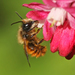 דבורים - Photo (c) nutmeg66,  זכויות יוצרים חלקיות (CC BY-NC-ND)