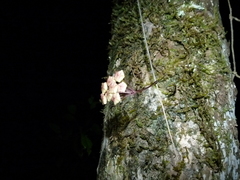 Hoya