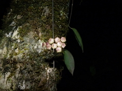 Hoya