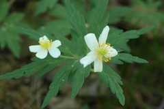 Anemonoides uralensis