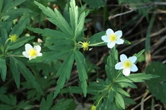 Anemonoides uralensis