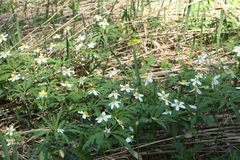 Anemonoides uralensis