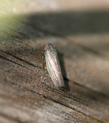 Psammotettix alienus