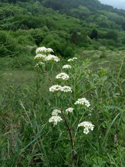 Spiraea crenata
