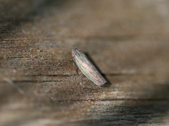 Psammotettix alienus