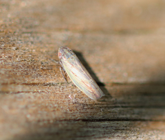 Psammotettix alienus