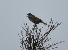 Horornis diphone