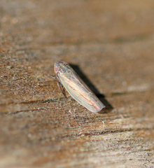 Psammotettix alienus