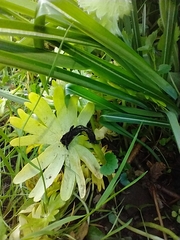 Urocystis eranthidis