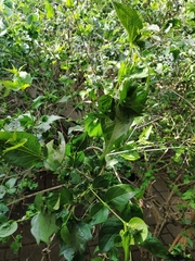 Nyctanthes arbor-tristis