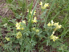 Scutellaria caucasica